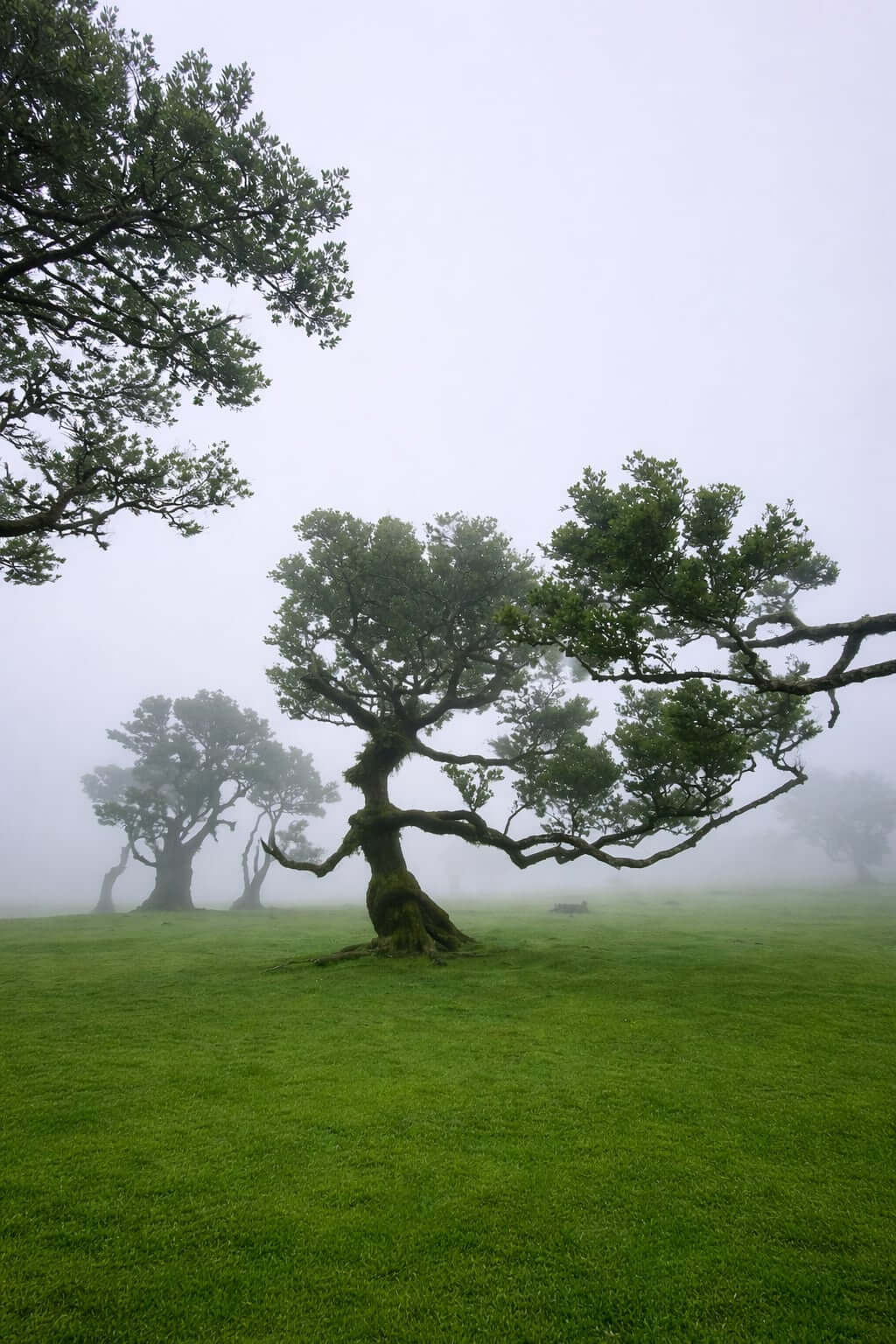 Az Északi Misztikum – Babérerdők és vízesések